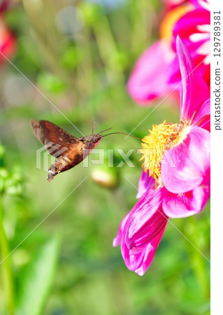 Beautiful dahlias at Kawanishi Dahlia Garden (Yamagata Prefecture) 129789381