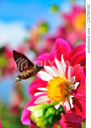 Beautiful dahlias at Kawanishi Dahlia Garden (Yamagata Prefecture) 129789382
