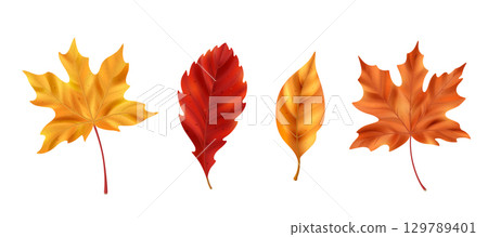 Realistic maple leaf collection 129789401