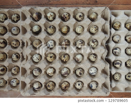 top view of cardboard packages with small spotted quail eggs in large cells, storage of hatching eggs of domestic quail in open containers 129789605