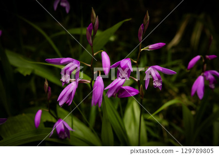 Silene stands out against the black 129789805