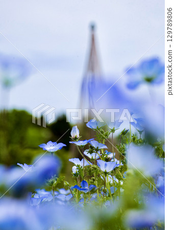 May flowers May flowers 129789806