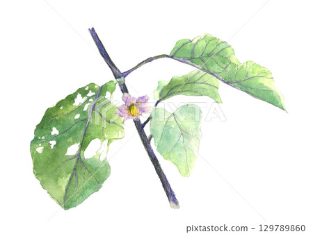 Watercolor eggplant flower with leaves [hand-drawn] on a white background. For cutting out. Copy space available. 129789860