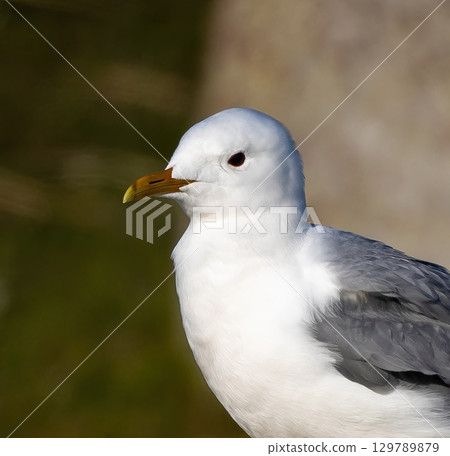Mew Gull (Larus canus) at northern Oland, Sweden. 129789879