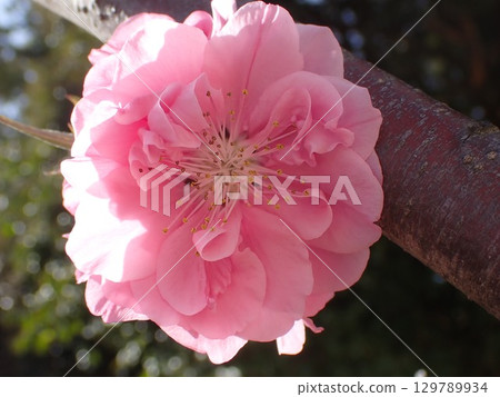 Cherry blossoms, lured by the spring weather 129789934