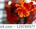 Flowers 129789977