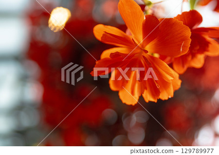 花 129789977