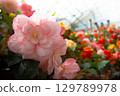 Flowers 129789978