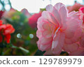 Flowers 129789979