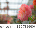 Flowers 129789980