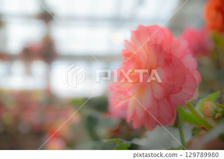 花 花 129789980