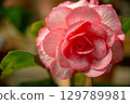 Flowers 129789981