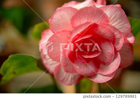 花 花 129789981