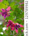 Flowers 129789982