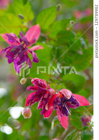 花 花 129789982