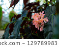 Flowers 129789983