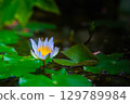 Flowers 129789984