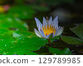 Flowers 129789985