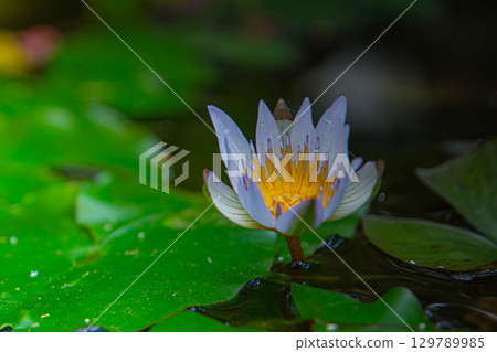 花 花 129789985