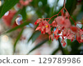 Flowers 129789986
