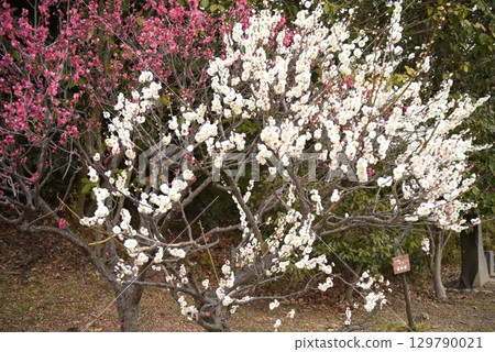 Plum trees blooming in the park in early spring 129790021