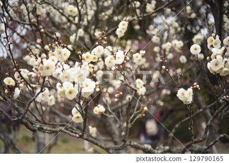 white plum blossom 129790165