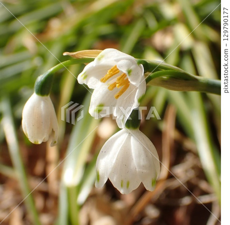 白色雪花蓮 白色雪花蓮 129790177