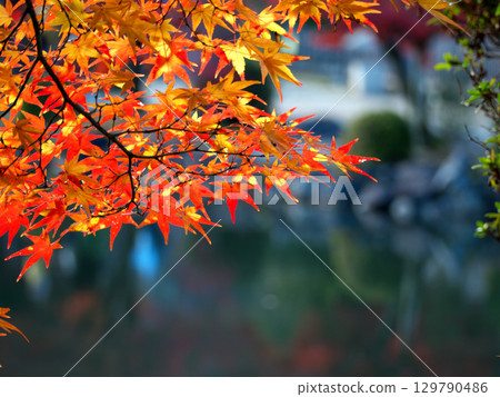 鮮紅的秋葉 129790486