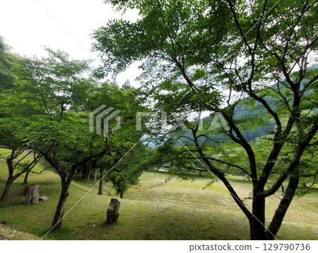 Camping Scene Miyama Thatched Roof Spring Camp 129790736