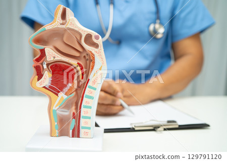 Asian doctor with nasal oral throat cavity neck human anatomy model for study diagnosis and treatment in hospital. Asian doctor with nasal oral throat cavity neck human anatomy model for study diagnosis and treatment in hospital. 129791120