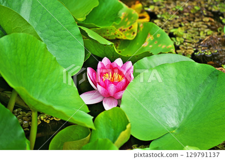 Pink water lilies blooming in a park pond (summer, August) 129791137