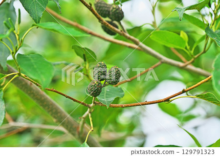 Immature green alder fruit (summer, August) 129791323