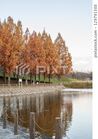 Autumn-colored metasequoia trees and waterfront scenery 129791388