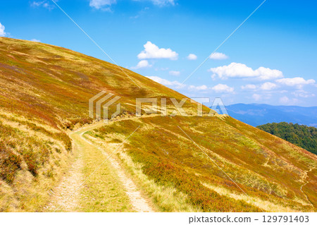 mountain dirt road through grassy alpine meadow. wonderful outdoor adventure in autumn afternoon light. hiking through krasna ridge of transcarpathia, ukraine. clouds on the blue sky mountain dirt road through grassy alpine meadow. wonderful outdoor adventure in autumn afternoon light. hiking through krasna ridge of transcarpathia, ukraine. clouds on the blue sky 129791403