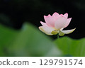 Lotus flower 1 129791574
