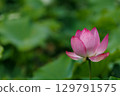 Lotus flower 129791575