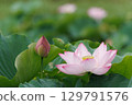 A lotus 129791576