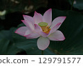 Lotus flower  129791577
