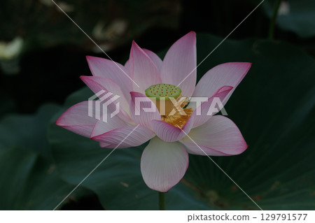 Lotus flower  129791577
