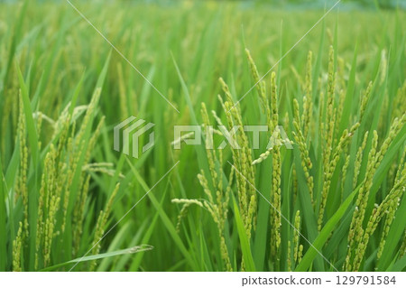 Rural summer scenery - green young rice ears and rice fields Rural summer scenery - green young rice ears and rice fields 129791584
