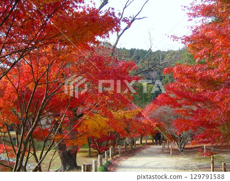 秋色中的白水阿彌陀堂 2011 129791588