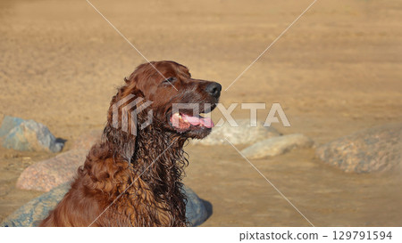 Portrait of Irish Setter on beach on sunny day close up of head 129791594