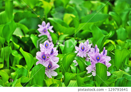 Light purple flowers of water hyacinth blooming in a park pond (summer, August) Light purple flowers of water hyacinth blooming in a park pond (summer, August) 129791641