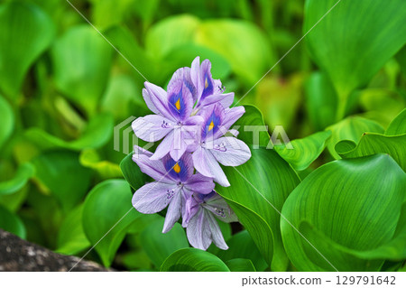Light purple flowers of water hyacinth blooming in a park pond (summer, August) Light purple flowers of water hyacinth blooming in a park pond (summer, August) 129791642