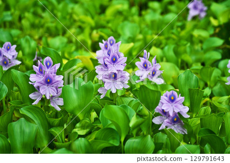 Light purple flowers of water hyacinth blooming in a park pond (summer, August) 129791643