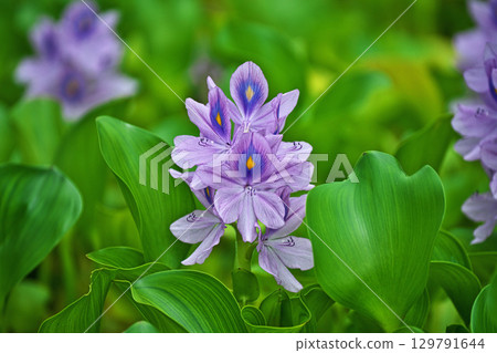 Light purple flowers of water hyacinth blooming in a park pond (summer, August) 129791644