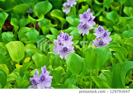 Light purple flowers of water hyacinth blooming in a park pond (summer, August) Light purple flowers of water hyacinth blooming in a park pond (summer, August) 129791647