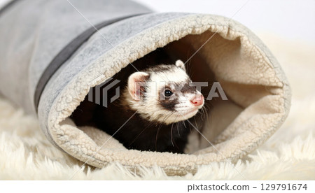 Playful ferret peeks out from cozy, soft blanket, showcasing its curious expression and distinctive markings. warm, inviting environment adds to charm of this adorable creature 129791674