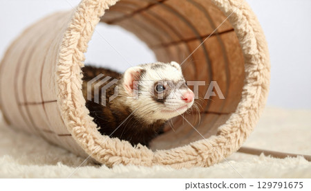 Playful ferret peeks out from cozy, soft tunnel, showcasing its curious nature and adorable features. warm colors and plush texture create comforting atmosphere 129791675