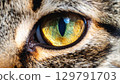 Close up view of cat eye, showcasing intricate details and vibrant colors. striking golden and green hues create captivating focal point, highlighting beauty of feline features 129791703